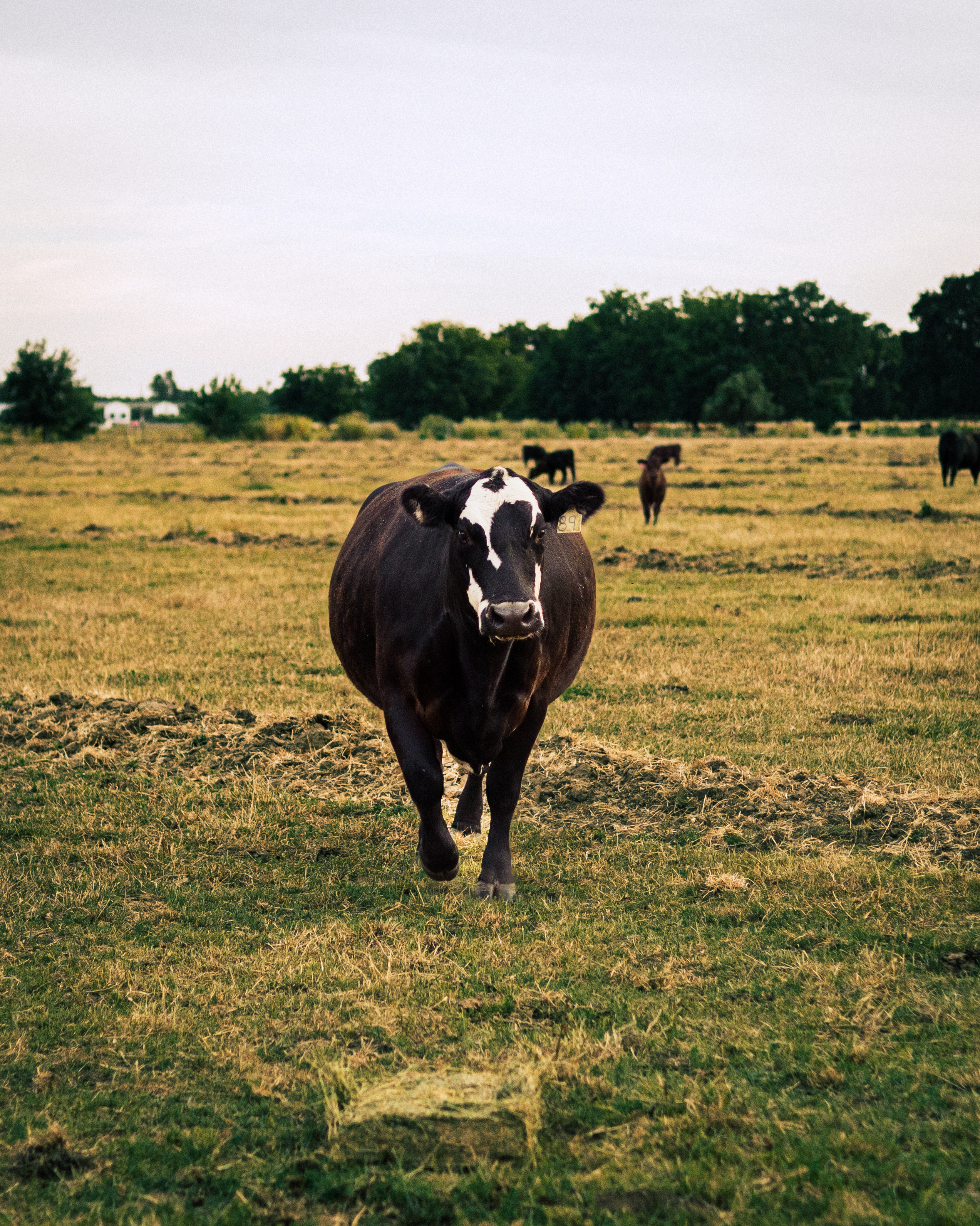 A cow on a pasture