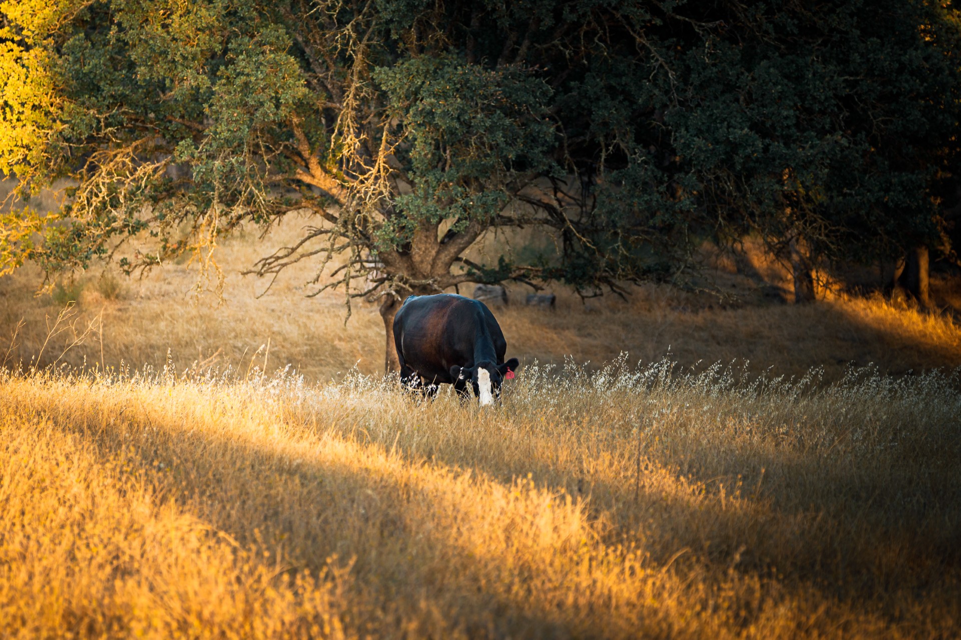 A cow in the middle of a pasture