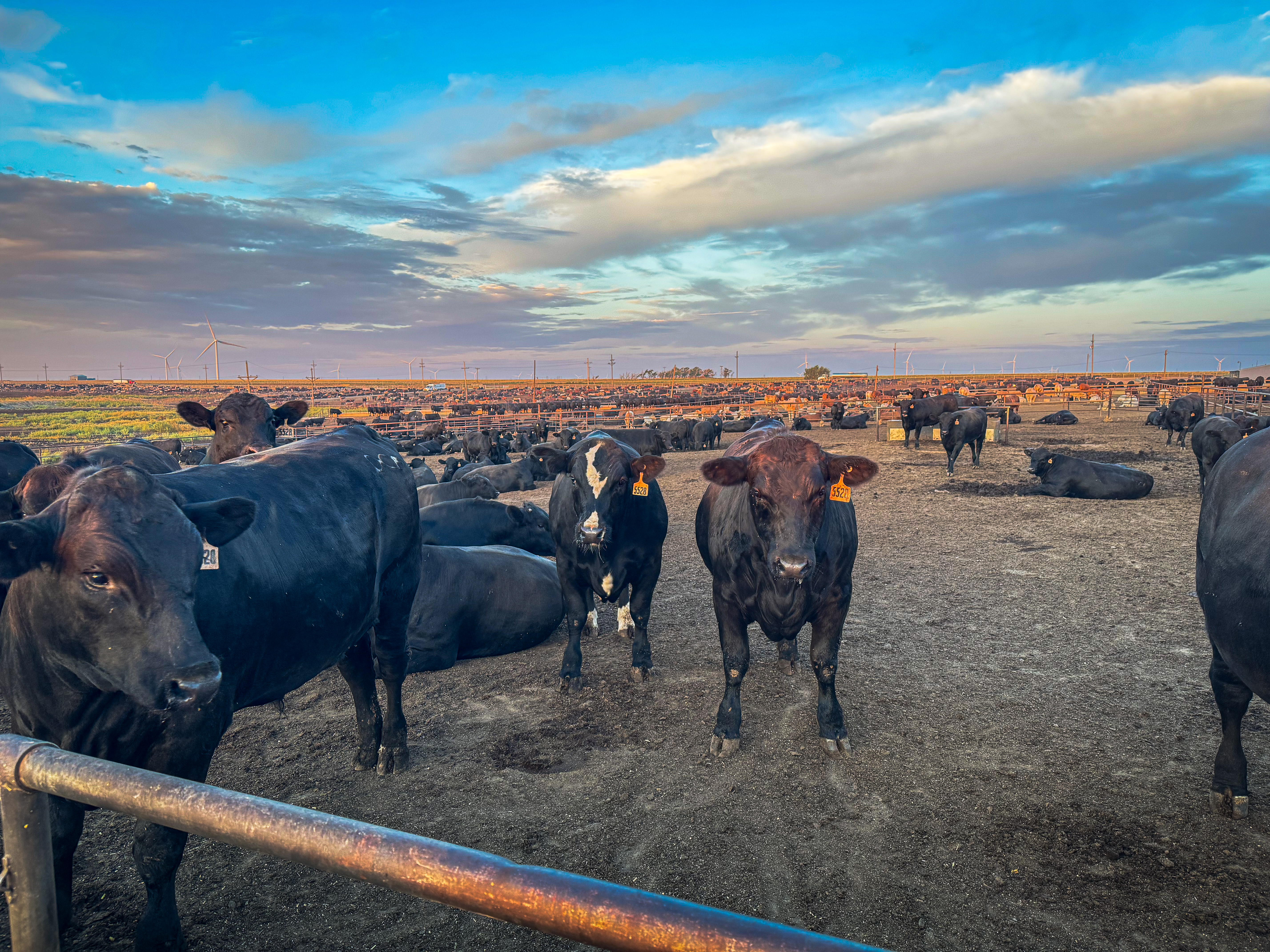 Beef x Dairy cattle in a feedlot pen